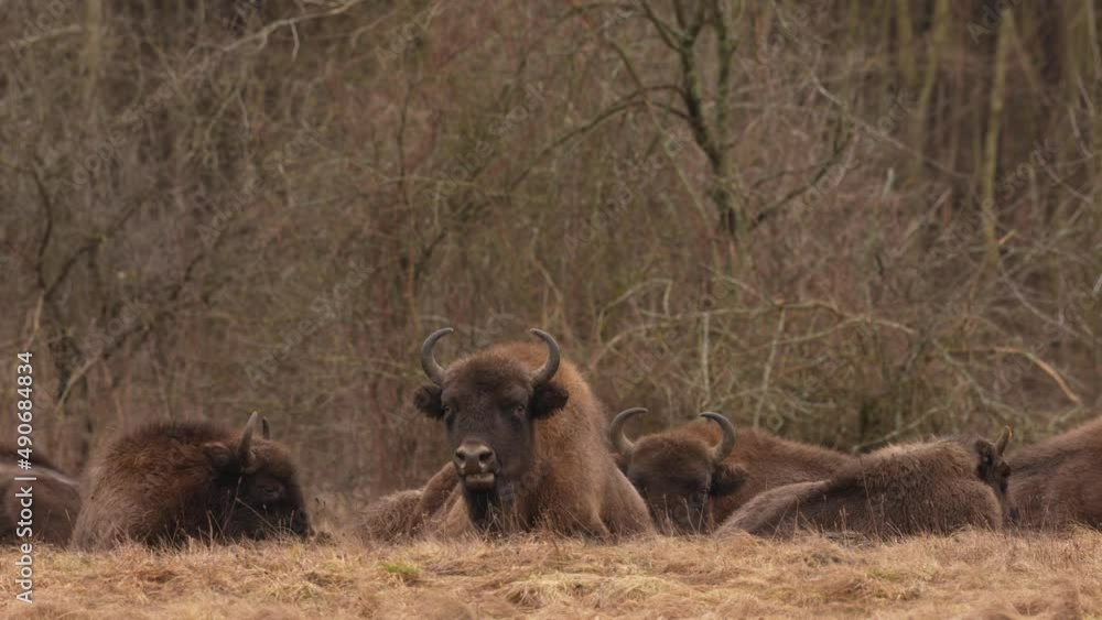 Bison herd in the autumn forest, sunny scene with big brown animal in the nature habitat, yellow leaves on the trees, Bialowieza NP, Poland. Wildlife scene from nature. Big brown European bison.