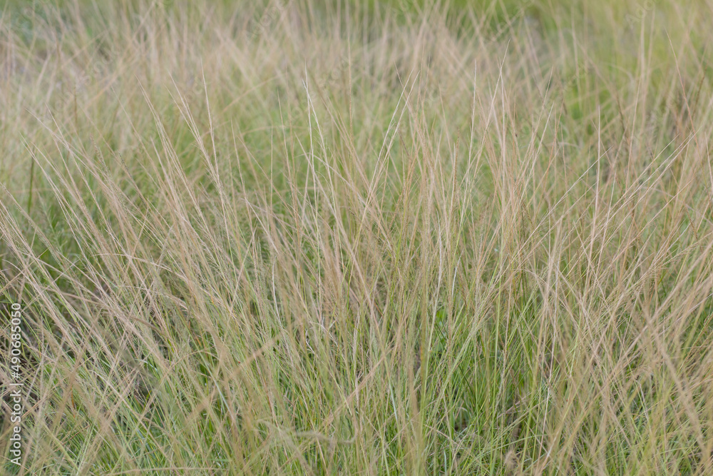 Fototapeta premium grass, golden flowers, morning