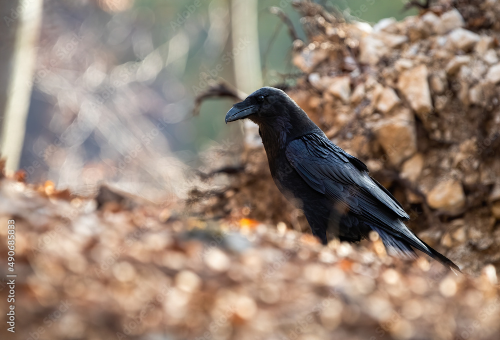 Common raven, corvus corax, sitting on ground in autumn nature from side. Dark bird looking in forest in fall. Black feathered animal watching in woodland. Common raven, corvus corax, sitting on ground in autumn nature from side. Dark bird looking in forest in fall. Black feathered animal watching in woodland.