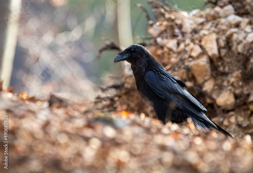 Common raven, corvus corax, sitting on ground in autumn nature from side. Dark bird looking in forest in fall. Black feathered animal watching in woodland.