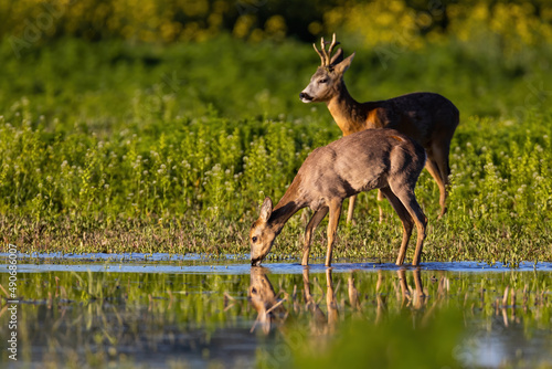 Canvas Print Two roe deer, capreolus capreolus, standing on field in warm spring sunlight
