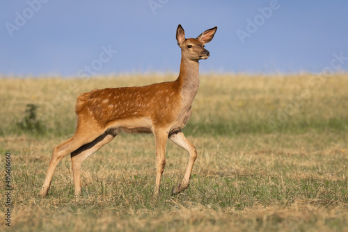 Obraz na płótnie Cautious red deer, cervus elaphus, walking on meadow in summer nature. Juvenile hind moving on dry glade in summertime. Young female mammal looking on grassland. w salonie