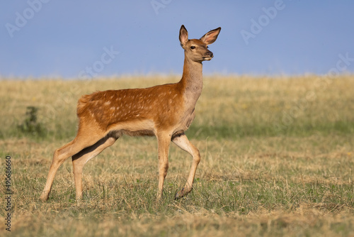 Cautious red deer  cervus elaphus  walking on meadow in summer nature. Juvenile hind moving on dry glade in summertime. Young female mammal looking on grassland.