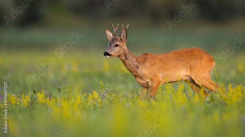 Alert roe deer, capreolus capreolus, standing on wildflowers in summer nature. Attentive buck walking on blossom field. Antlered mammal looking on blooming grassland.