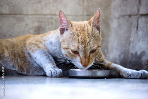 A cute Cat dringking milk in the bowl photo