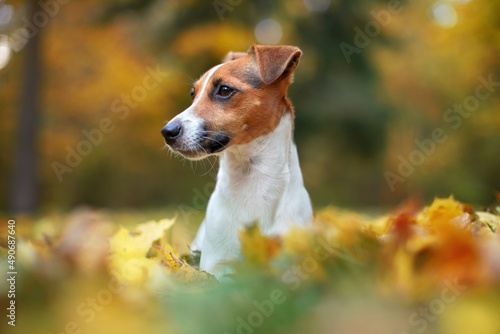 Small Jack Russell terrier dog detail on head and face, nice blurred bokeh autumn background