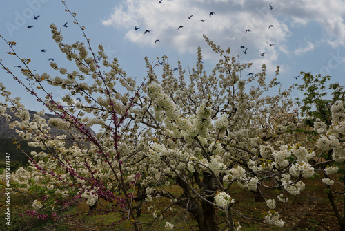 Wallpaper Mural Turkey - Blooming cherry trees in Manisa sipil mountain. Torontodigital.ca