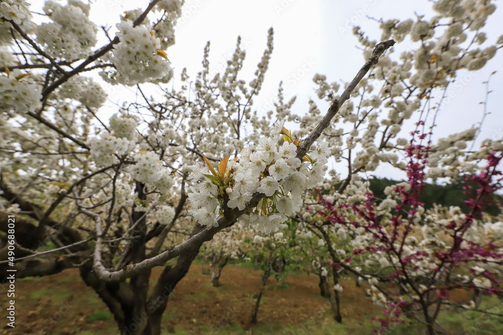 Turkey - Blooming cherry trees in Manisa sipil mountain. Turkey - Blooming cherry trees in Manisa sipil mountain.