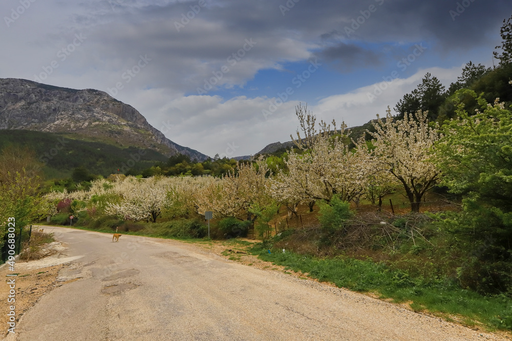 Turkey - Blooming cherry trees in Manisa sipil mountain.