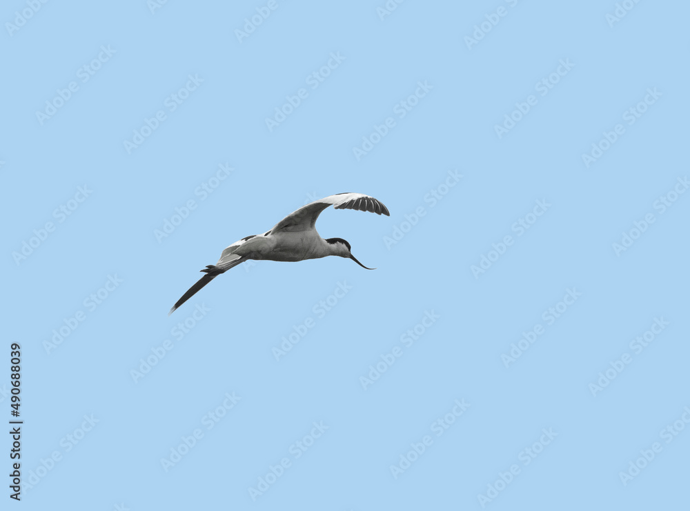 Obraz premium Pied avocet bird