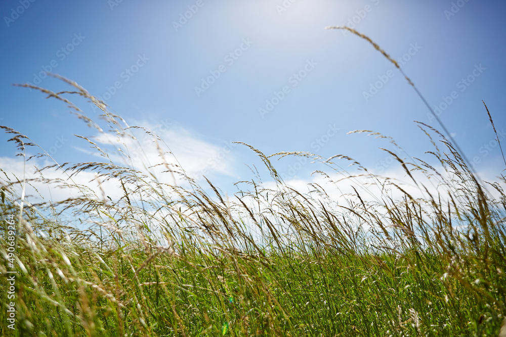 Obraz premium Natur, Umwelt, Wald und Wiese