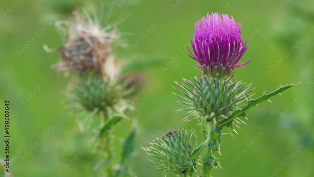 Purple spear thistle flower moving in slow wind, closeup detail Purple spear thistle flower moving in slow wind, closeup detail