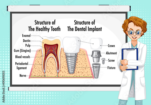 Infographic of human in structure of the healthy tooth