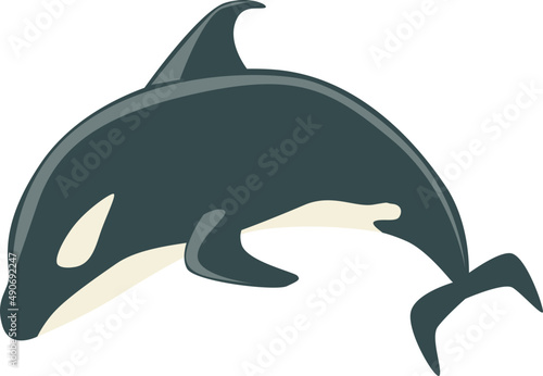 Black and White Orca or Killer Whale as Marine Mammal and Ocean Species