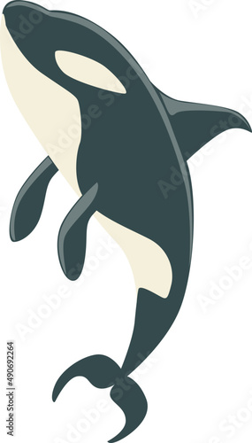 Black and White Orca or Killer Whale as Marine Mammal and Ocean Species