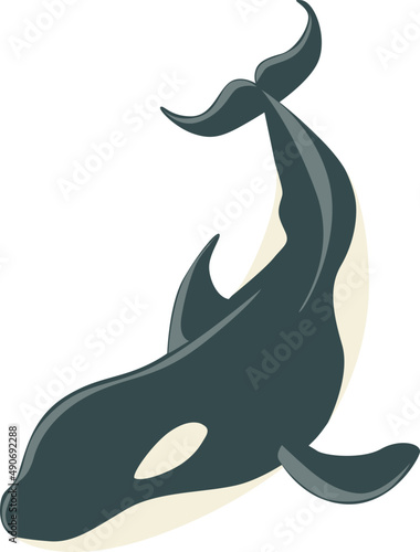 Black and White Orca or Killer Whale as Marine Mammal and Ocean Species