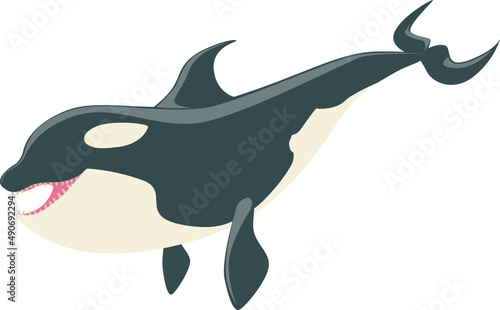 Black and White Orca or Killer Whale as Marine Mammal and Ocean Species