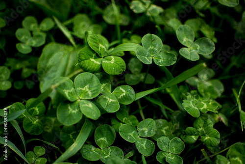green clover leaves background with some parts in focus. four - leaf clover in the middle of the usual Shamrock . background concept for st. patrick's day, luck, irish culture. High quality photo