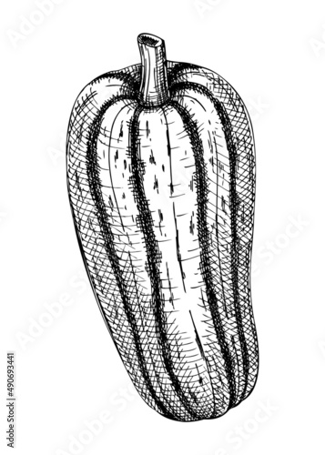 Fresh marrow sketch. Hand-sketched Vegetable illustration. Healthy food plant. Vector drawing of raw cultivated squash. Marrow for grocery, markets, packaging, recipes, menus design.
