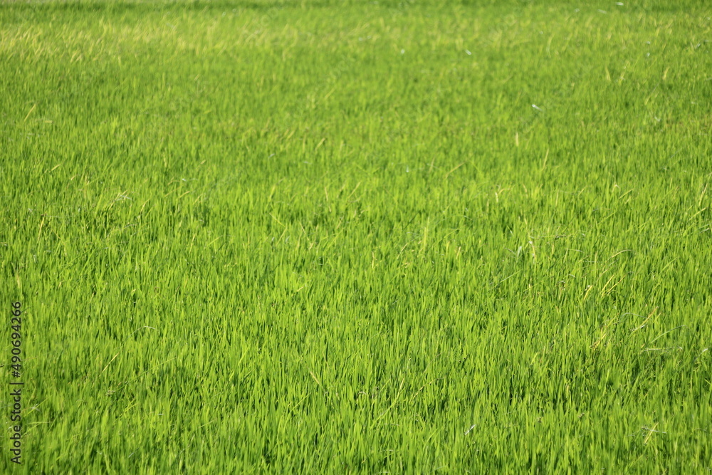 Light green rice fields in Asian countries Light green rice fields in Asian countries