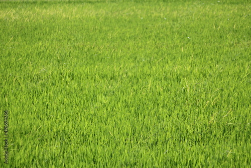 Light green rice fields in Asian countries