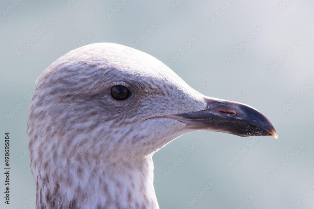 close up of a herring gull seagull close up of a herring gull seagull