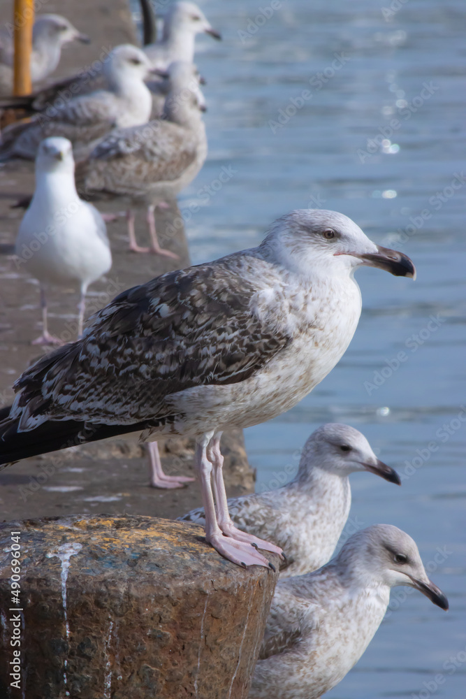 herring gull seagull on the pier herring gull seagull on the pier