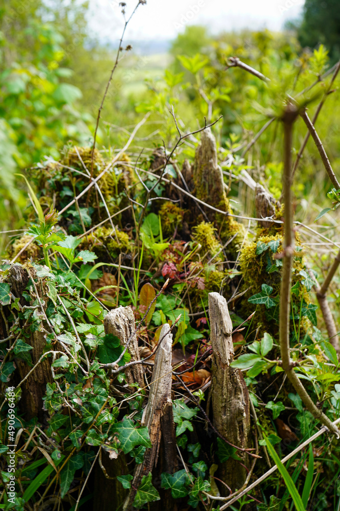Fototapeta premium Close up of a moss covered tree stump 