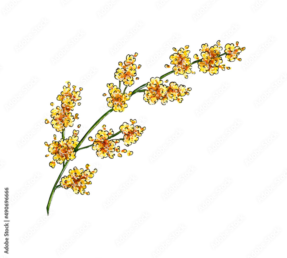 Obraz premium Watercolor illustration of mimosa yellow spring flowers branch. Symbol of International Women's Day. Abstract mimosa flowers for prints, invitations, greeting cards. isolated on white background. 
