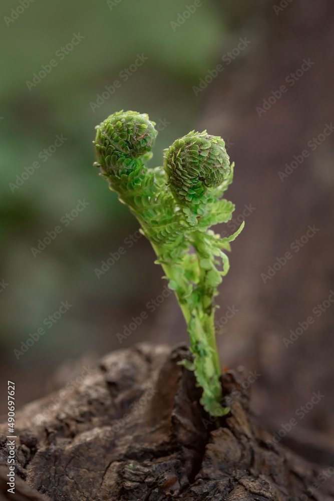 fern leaf in the forest fern leaf in the forest