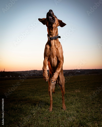 Rhodesien Ridgeback in the field. Hount on green grass. Sunset Dog photo