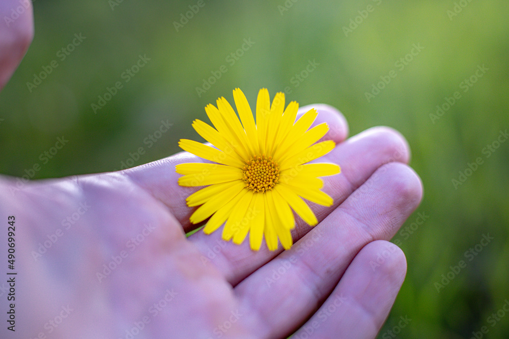 hand holding a small yellow flower. concept of hope. spring hand holding a small yellow flower. concept of hope. spring