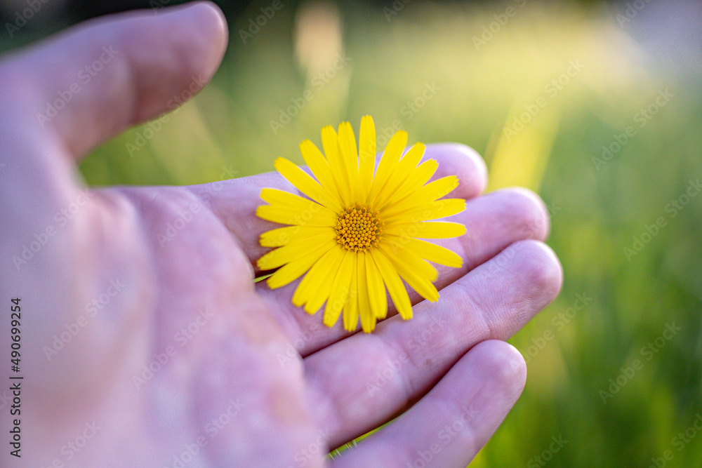 hand holding a small yellow flower. concept of hope. spring. macro photo hand holding a small yellow flower. concept of hope. spring. macro photo