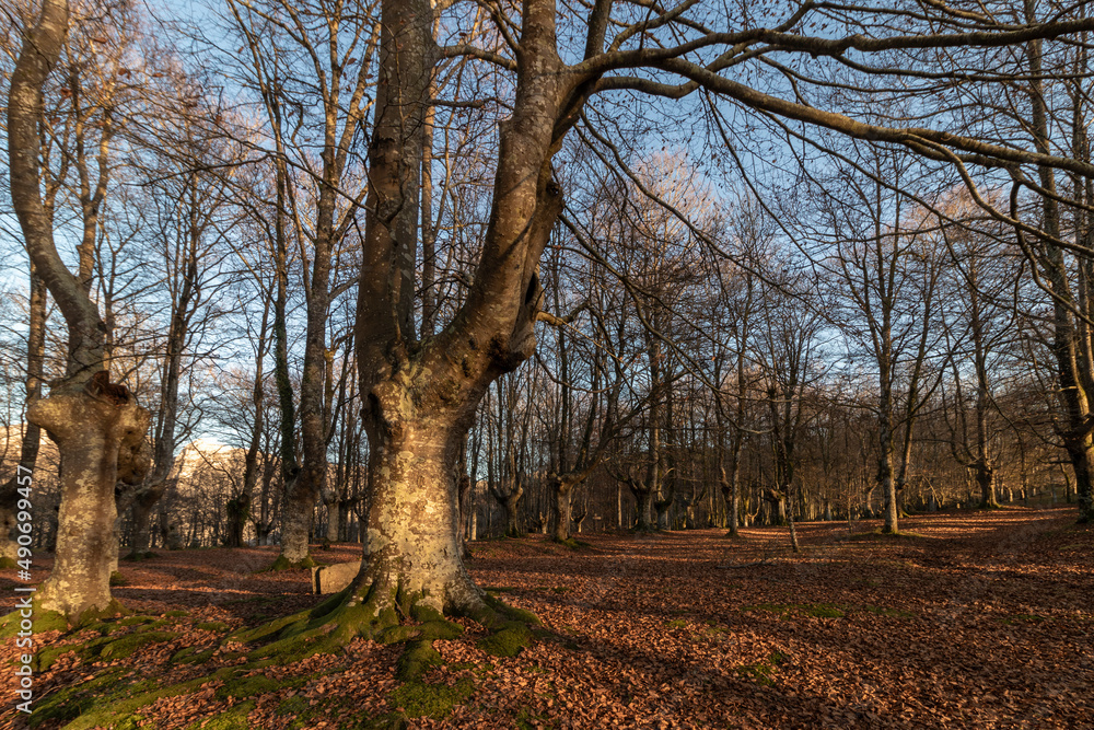 beech forest in the basque country on mount urkiola in the province of vizcaya beech forest in the basque country on mount urkiola in the province of vizcaya