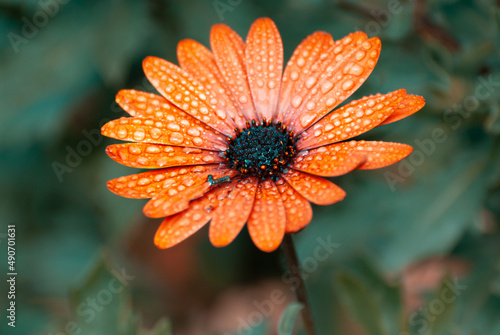 Blurred focus. Spring flowers. Daisies.