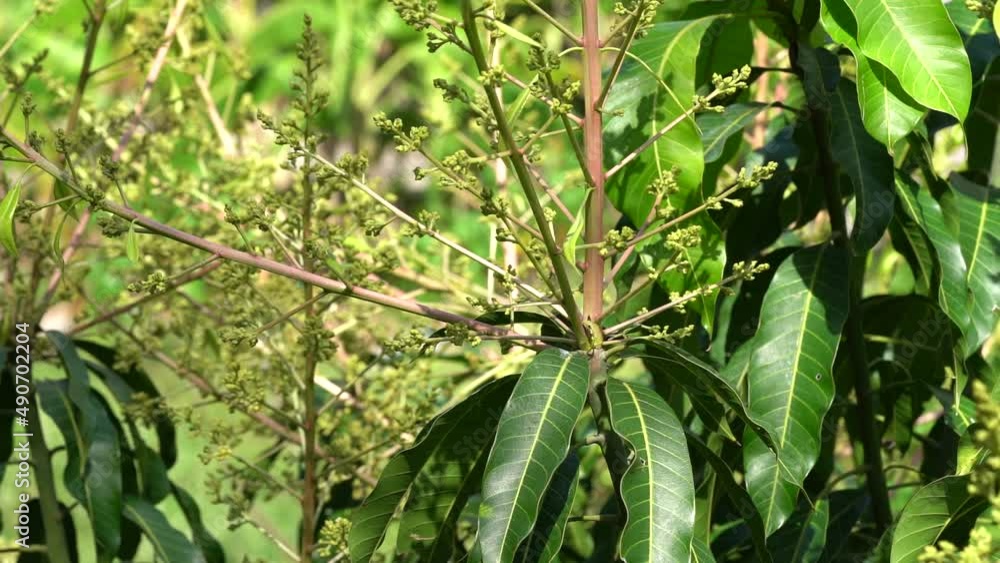Close Up of Mango Flowers And Buds On Tree Twigs in an Orchard Close Up of Mango Flowers And Buds On Tree Twigs in an Orchard