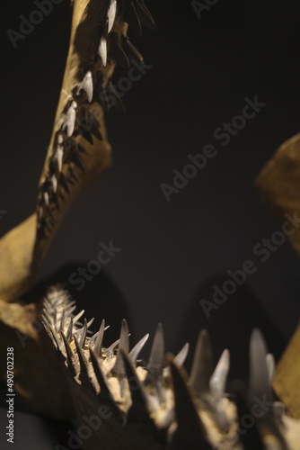 Teeth of a prehistoric shark