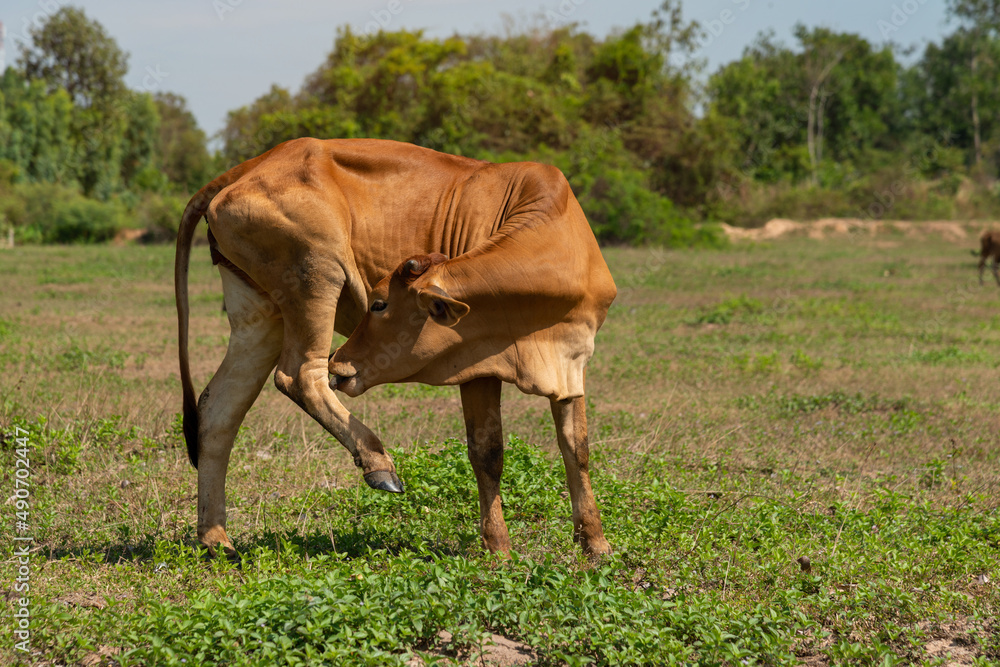 Cow with a long tongue licking his hindquarter. Cow with a long tongue licking his hindquarter.