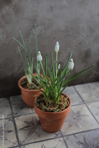 Spring white muscari in a clay pot on a table with other flower pots and plants. Spring still life with blossoming buds. Gardening
