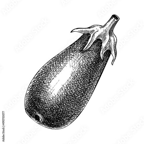 Fresh Eggplant sketch. Hand-sketched Vegetable illustration. Healthy food plant. Vector drawing of raw cultivated aubergine. Perfect for grocery, markets, packaging, recipes, menus design.