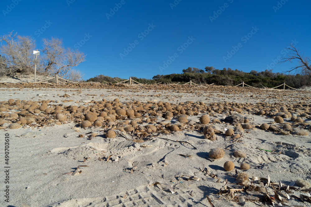 Es Trenc STRAND Neptungras (Posidonia oceanica) >Sa Rapita Mallorca Spanien