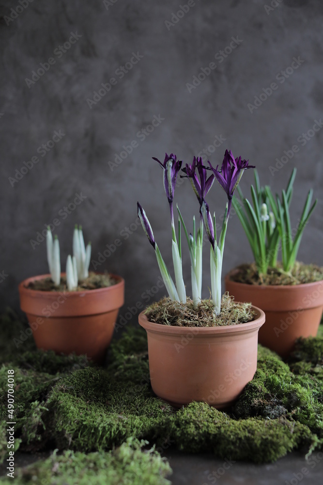 Spring purple irises in a clay pot on a table with other flower pots and plants. Spring still life with flowering buds and natural moss. Gardening Spring purple irises in a clay pot on a table with other flower pots and plants. Spring still life with flowering buds and natural moss. Gardening