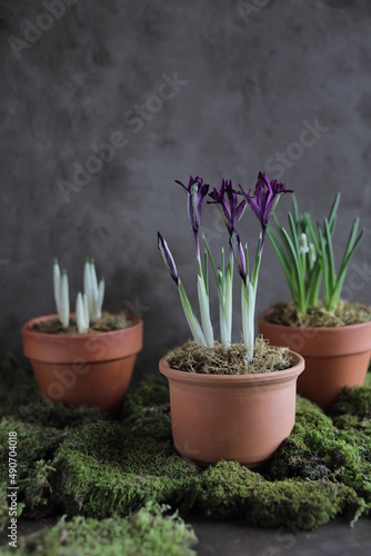 Spring purple irises in a clay pot on a table with other flower pots and plants. Spring still life with flowering buds and natural moss. Gardening