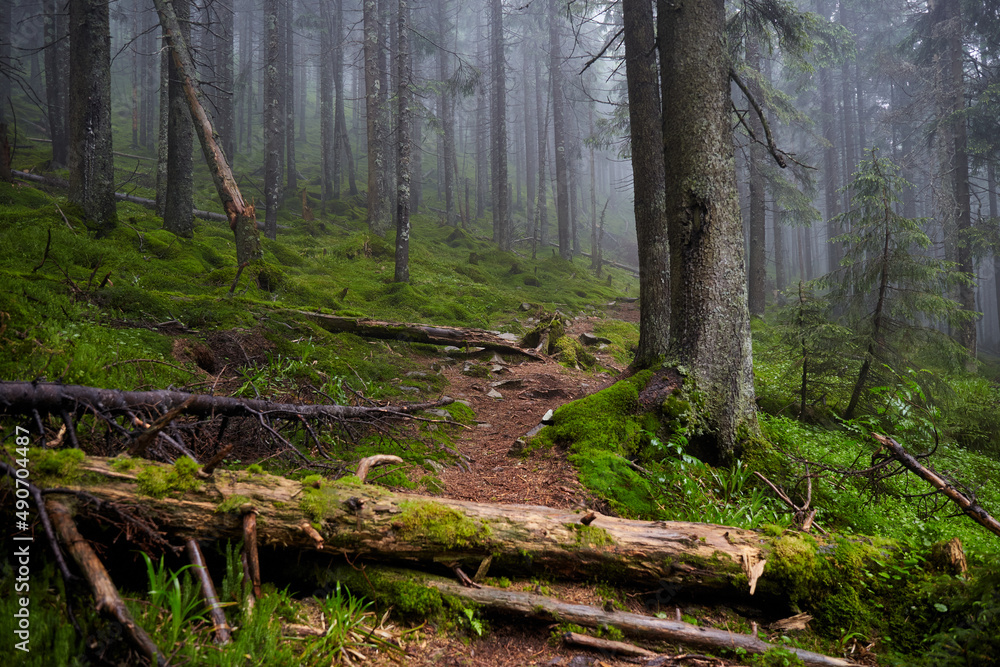 Obraz premium Beautiful ukrainian nature. Small trail in old pine forest. Carpathian Mountains, Gorgany, Ukraine