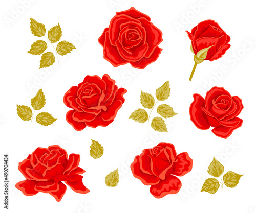Vector red Rose flower set. 