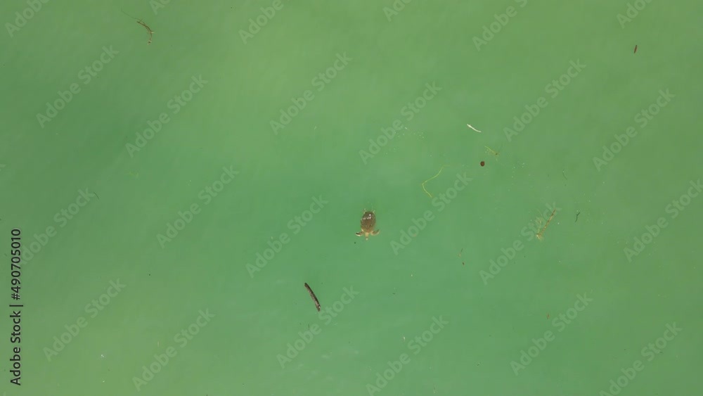 Top view of a big turtle into the pacific ocean, costa rica. The sea is green. Top view of a big turtle into the pacific ocean, costa rica. The sea is green.