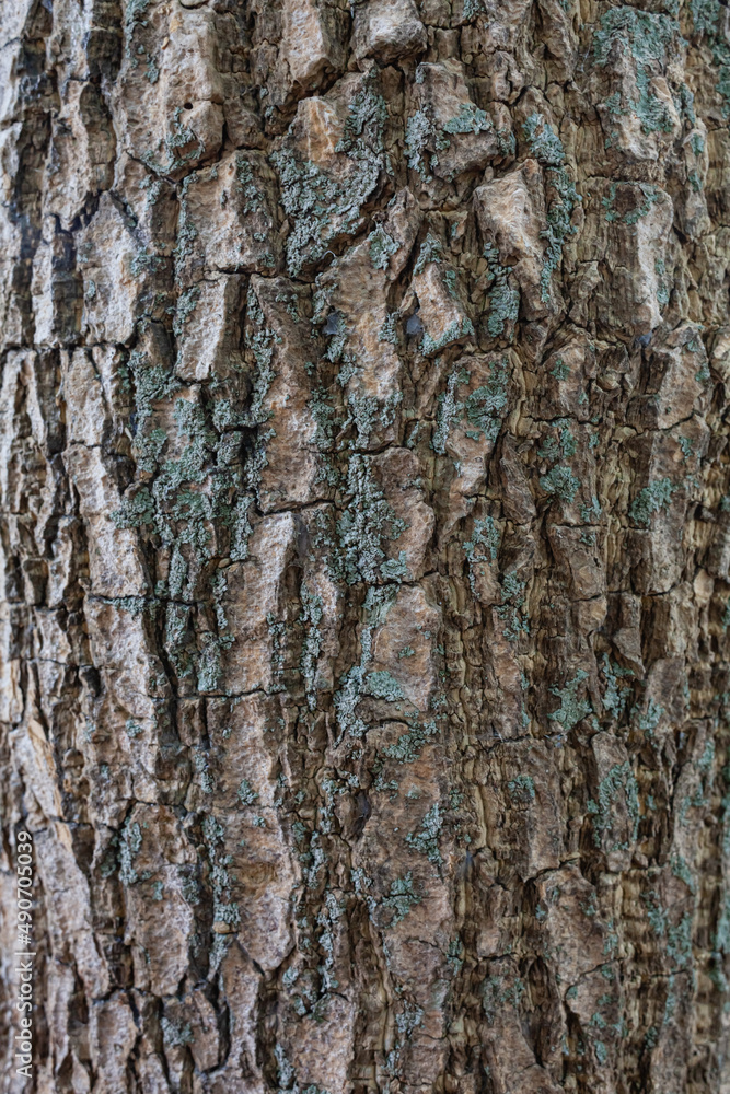 close up gray tree bark with cracks close up gray tree bark with cracks