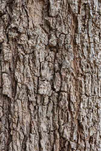 close up gray tree bark with cracks