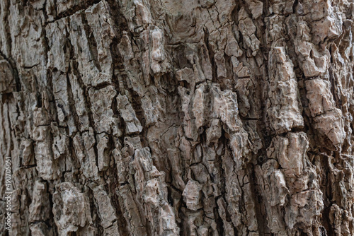 close up gray rough bark