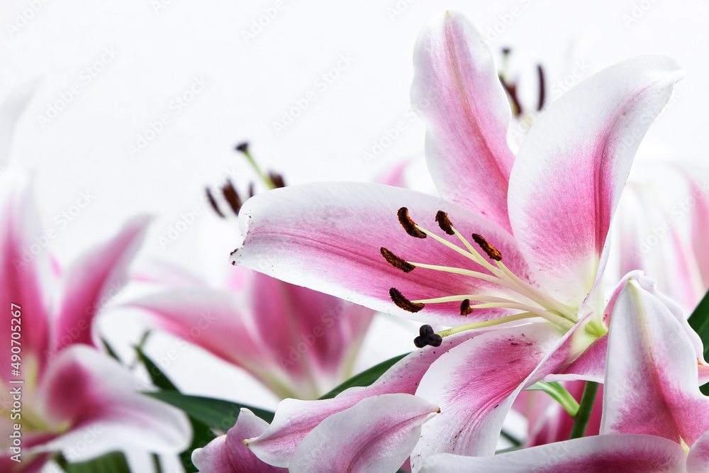 Composition with beautiful blooming lily flowers on white background , pink colors , macro 
